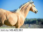 running palomino welsh pony with long mane posing at freedom. Стоковое фото, агентство Ingram Publishing / Фотобанк Лори