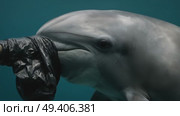 Dolphin Entangled in Plastic Bag – Close-up Video Highlighting Ocean Pollution Crisis. Стоковое AI-видео, аниматор Денис Костров / Фотобанк Лори
