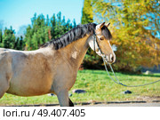 portrait of scaring  light-buckskin welsh pony. Стоковое фото, агентство Ingram Publishing / Фотобанк Лори
