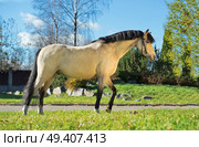 exterior of light-buckskin welsh pony. Стоковое фото, агентство Ingram Publishing / Фотобанк Лори