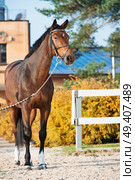 of sportive warmblood horse at stable background. Стоковое фото, агентство Ingram Publishing / Фотобанк Лори