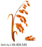 Oat ear plant with leaves and crops near pile of its grains closeup vector colorful illustration in flat design. Crude cereals for cooking. Oat Ear Plant with Pile of Grains Vector Illustration. Стоковая иллюстрация, агентство Ingram Publishing / Фотобанк Лори