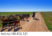 Goats and sheeps flock with pilgrim in Castile La Mancha in Saint james Way of Levante. Стоковое фото, агентство Ingram Publishing / Фотобанк Лори