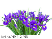 bunch of blue  irise flowers  isolated on white background. Стоковое фото, агентство Ingram Publishing / Фотобанк Лори