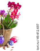 Spring violet orchids in pots with easter eggs isolated on white background. Spring  violet orchids . Стоковое фото, агентство Ingram Publishing / Фотобанк Лори
