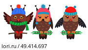 Set of funny owls sitting on branches of pine, birds with hats and scarf, collection on vector illustration isolated on white background. Set of Funny Owls on Branches Vector Illustration. Стоковая иллюстрация, агентство Ingram Publishing / Фотобанк Лори