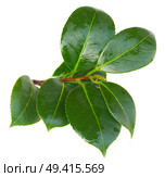 twig of azalea green leaves isolated on white background. Стоковое фото, агентство Ingram Publishing / Фотобанк Лори