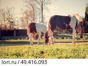 beautiful   chestnut piebald pony  foal  grazing  with mom. Стоковое фото, агентство Ingram Publishing / Фотобанк Лори