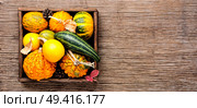 Different varieties of squashes and pumpkins.Autumn harvest. Diverse assortment of pumpkins. Стоковое фото, агентство Ingram Publishing / Фотобанк Лори