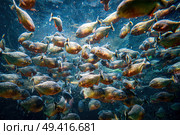 Red bellied piranha fish (Pygocentrus Nattereri) swimming in river water in South America jungle. Стоковое фото, фотограф Андрей Армягов / Фотобанк Лори