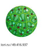 Round green cell with microorganisms vector illustration in biology and microbiology concepts. Icon of molecular jointment under microscope. Round Green Cell with Microorganisms Vector Icon. Стоковая иллюстрация, агентство Ingram Publishing / Фотобанк Лори