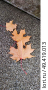 Осенние кленовые листья на гранитной плите; Autumn maple leaves on a granite slab; Стоковое фото, фотограф Наталья Расюк / Фотобанк Лори