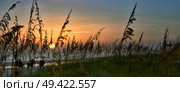 Panorama of sunset through reeds on beach,Anna Maria Island,Florida. Стоковое фото, агентство Ingram Publishing / Фотобанк Лори