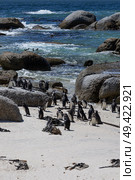 Boulders Beach lagoon with colony of African spectacled penguins. Стоковое фото, фотограф Екатерина Якименко / Фотобанк Лори
