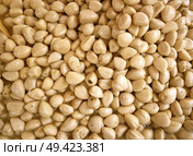 Garlic pickles pattern texture background. Стоковое фото, агентство Ingram Publishing / Фотобанк Лори