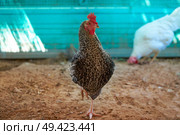 Hens in a poultry hen house turquoise color wood henhouse. Стоковое фото, агентство Ingram Publishing / Фотобанк Лори