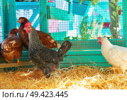 Hens in a poultry hen house with straw turquoise color wood henhouse. Стоковое фото, агентство Ingram Publishing / Фотобанк Лори