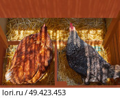 Hen poultry house nest with 2 hens incubate on straw. Стоковое фото, агентство Ingram Publishing / Фотобанк Лори