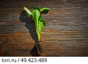 lettuce seedlings sprouts ready for plant out or trasplant in homestead field. Стоковое фото, агентство Ingram Publishing / Фотобанк Лори