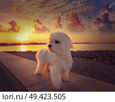 Denia sunset from Las Rotas beach in alicante of Spain. Стоковое фото, агентство Ingram Publishing / Фотобанк Лори