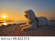 Maltichon pet dog relaxed looking sunset in a beach. Стоковое фото, агентство Ingram Publishing / Фотобанк Лори