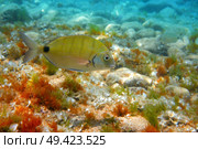 Diplodus Sargus fish underwater Mediterranean in Spain white seabream alive. Стоковое фото, агентство Ingram Publishing / Фотобанк Лори