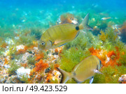 Diplodus Sargus fish underwater Mediterranean in Spain white seabream alive. Стоковое фото, агентство Ingram Publishing / Фотобанк Лори