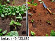 Raised bed orchard urban garden with several vegetables. Стоковое фото, агентство Ingram Publishing / Фотобанк Лори