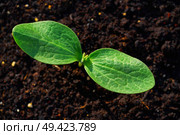 zucchini plant from seedlings in an orchard urban garden. Стоковое фото, агентство Ingram Publishing / Фотобанк Лори