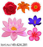 Lovely violet crocus, peach dahlia, Chinese lotus, sacura blossom, lush rose bud and yellow lily isolated vector illustrations set.. Gorgeous Flower Buds Isolated illustrations set. Стоковая иллюстрация, агентство Ingram Publishing / Фотобанк Лори
