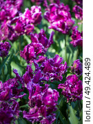 purple tulip fields are growing every year in the Netherlands. Стоковое фото, агентство Ingram Publishing / Фотобанк Лори