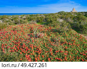 Lighthouse Faro of Nova Tabarca island in Alicante Spain red Mesembryanthemum flowers. Стоковое фото, агентство Ingram Publishing / Фотобанк Лори