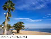 Altea beach Playa La Roda palm trees in Alicante of Spain. Стоковое фото, агентство Ingram Publishing / Фотобанк Лори