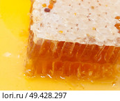fresh Honeycomb and honey around. close up. Стоковое фото, агентство Ingram Publishing / Фотобанк Лори