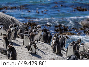 Colony of African spectacled penguins. Boulders Beach lagoon. Стоковое фото, фотограф Екатерина Якименко / Фотобанк Лори