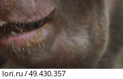 Close-up of the snout of a furry, pink, damp and grubby piglet enjoying its meal. Стоковое видео, видеограф Strunov David / Фотобанк Лори