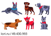Relaxed doberman, friendly rottweiler, German wirehaired pointer, cute dachshund, Chinese crested dog and calm malamute vector illustrations.. Animal Symbols of 2018 Year by Chinese Calendar. Стоковая иллюстрация, агентство Ingram Publishing / Фотобанк Лори