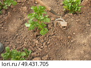 Hoeing potatoes with a hoe.  A potato bush, a fragment of a hoe and a heap of earth around the plant. Close-up. Стоковое фото, фотограф Роман Дзюбало / Фотобанк Лори