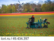 clean the tulips in the Netherlands. Europe. Стоковое фото, агентство Ingram Publishing / Фотобанк Лори