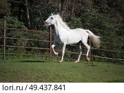  running white beautiful  Orlov trotter stallion in paddock. Стоковое фото, агентство Ingram Publishing / Фотобанк Лори