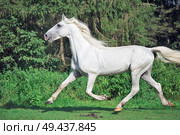  running white beautiful  Orlov trotter stallion in paddock. Стоковое фото, агентство Ingram Publishing / Фотобанк Лори