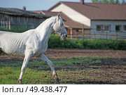  running white beautiful  Orlov trotter stallion in paddock. spring season. Стоковое фото, агентство Ingram Publishing / Фотобанк Лори