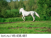  running white beautiful  Orlov trotter stallion at freedom. spring season. Стоковое фото, агентство Ingram Publishing / Фотобанк Лори