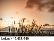 Sunset by the ocean with reed silhouettes in front of the sea at dawn. Стоковое фото, агентство Ingram Publishing / Фотобанк Лори