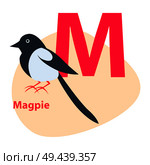 Children ABC with cute animal cartoon vector. English letter M with funny magpie flat illustration isolated on white background. Zoo alphabet with bird and caption for preschool education, kids books. Zoo ABC Letter with Cute Magpie Cartoon Vector. Стоковая иллюстрация, агентство Ingram Publishing / Фотобанк Лори