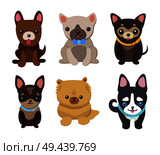 Dogs and puppies collection, poster with pets, of different breeds, pug and basset hound, labrador and chihuahua, dachshund dog on vector illustration. Dogs and Puppies Set Poster Vector Illustration. Стоковая иллюстрация, агентство Ingram Publishing / Фотобанк Лори