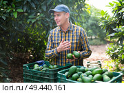 Smiling gardener man with full avocado box. Стоковое фото, фотограф Яков Филимонов / Фотобанк Лори