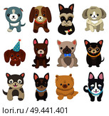 Dogs and puppies collection, poster with pets, of different breeds, pug and basset hound, labrador and chihuahua, dachshund on vector illustration. Dogs and Puppies Set Poster Vector Illustration. Стоковая иллюстрация, агентство Ingram Publishing / Фотобанк Лори
