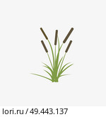 Reeds and cattail plant isolated on white background. Стоковая иллюстрация, агентство Ingram Publishing / Фотобанк Лори