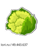 Ripe vegetable sticker or icon. Cauliflower flat vector isolated on white background. Vegetarian food illustration outlined with dotted line. Ripe Cauliflower Flat Vector Isolated Sticker or Icon. Стоковая иллюстрация, агентство Ingram Publishing / Фотобанк Лори